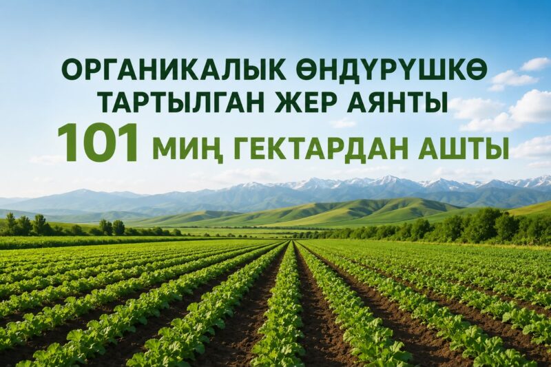 Площадь органического производства в Кыргызстане превысила 101 тысяч га