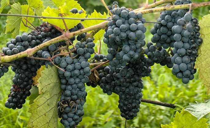 Усадьба "Кулаково" предлагает к реализации виноград, выращенный по органической агротехнологии