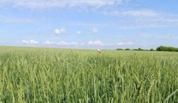 Пашня в беде. Ученый рассказал о балансе урожайности и плодородия почвы